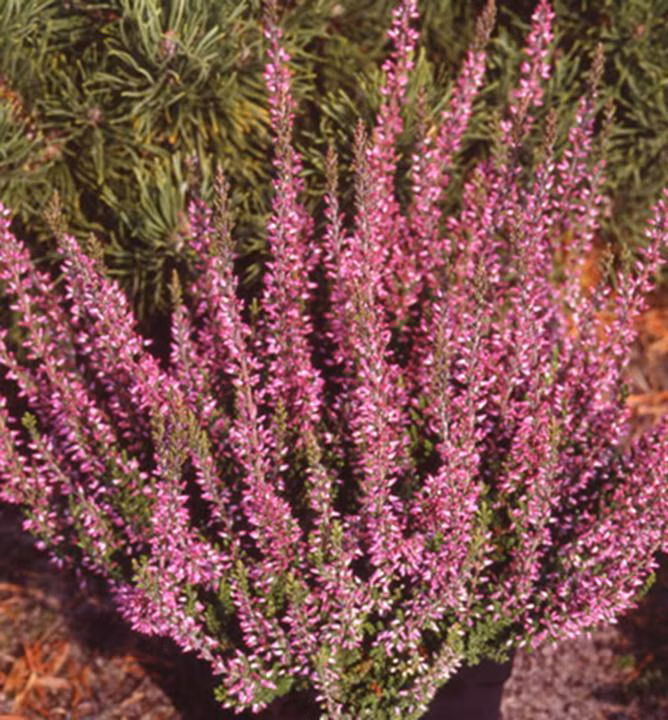 b204e5ea8e3e2382d18c9f188c44df4e