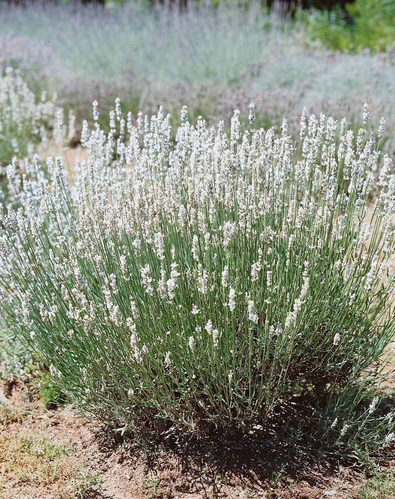 b298bc2781a1fc434a73c3fd8543e041