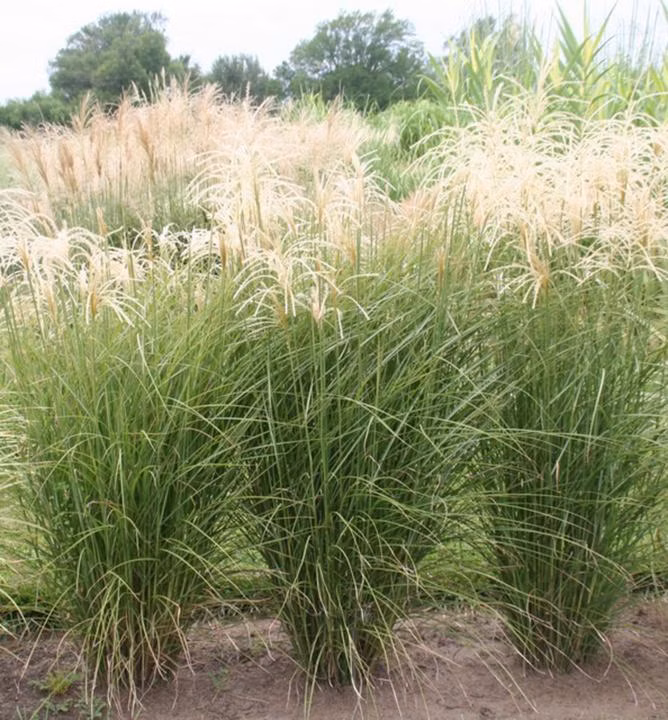 b2bab353580bb234ed094d739c96bb6c