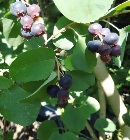 b2cbefed61d142d51b0115a60ae8d635