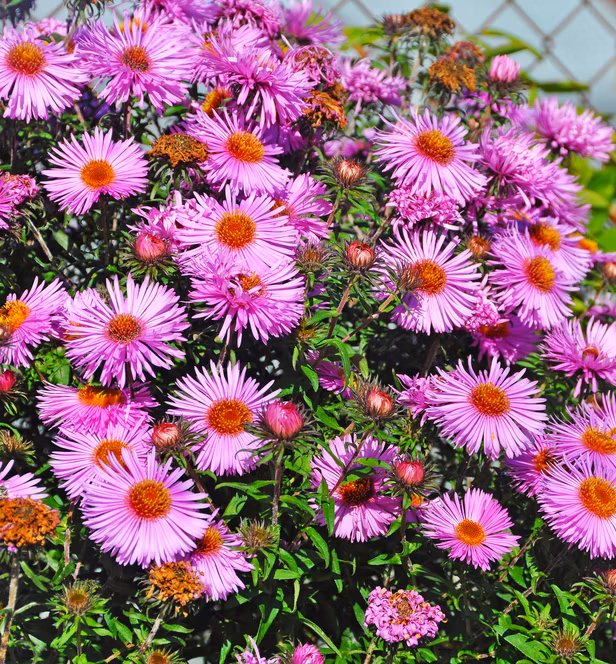 b36bdaacd854c153fa2061fc255293f8