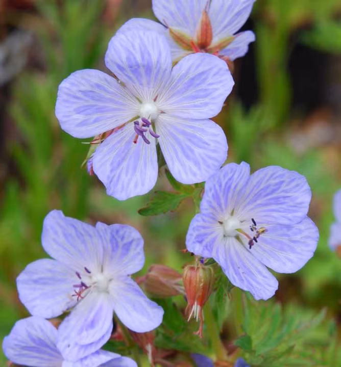 b3fd8eed6b3eff39e2653aba8fb3002e