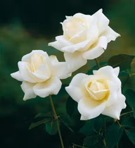 b43cad30975aa943d6832028f2dda24a