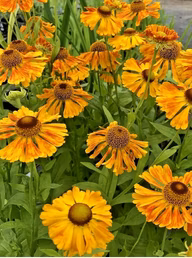 b44422962a8c9c0f4f1ca0e28c402ab1