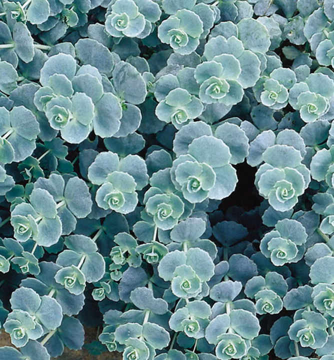 b4e37df4ed90d12a21ff3cf47a4acdbf