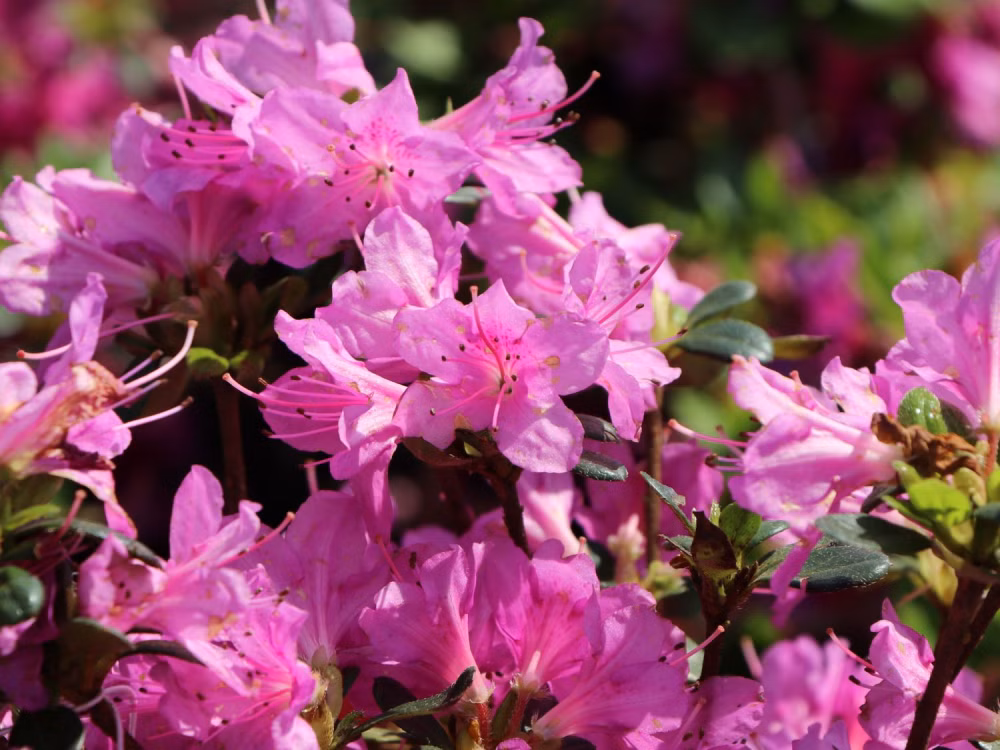 b4e6060491a047ca614c436461fe3757