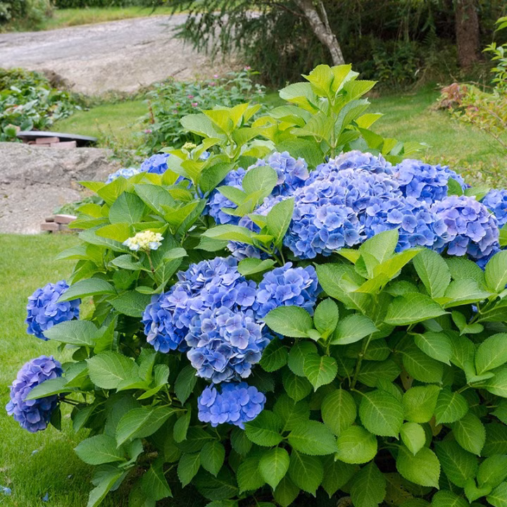 b4f8f2eeefe7a449e3dd1723f18c1ed3