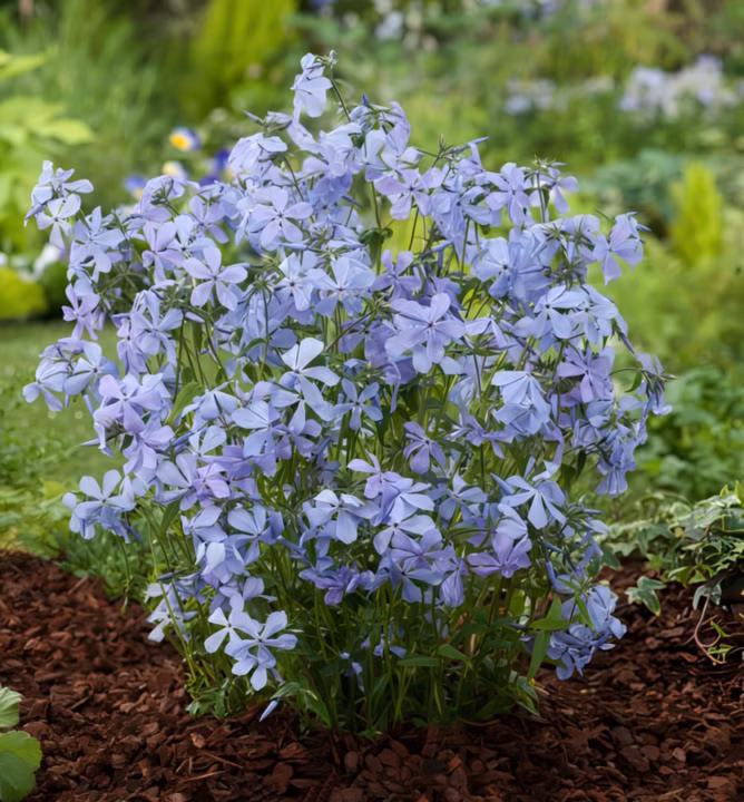 b514743a95bafe3fb007d656c69823f0