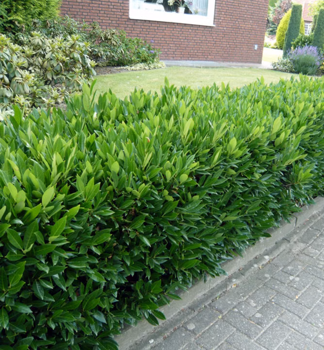 b54428db37b98cc8d4471a30a0fd6377