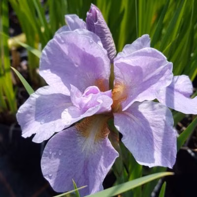 b551728286df35b0d20d45cce45deed7