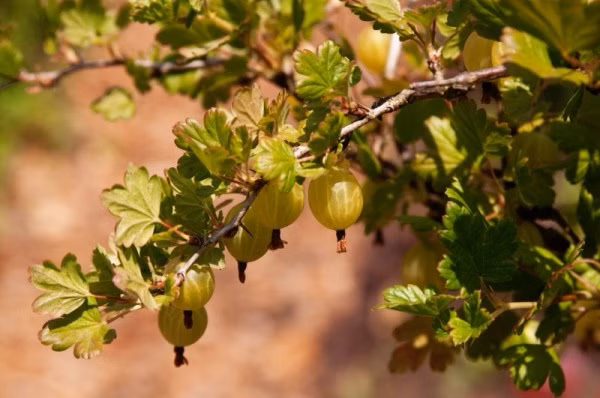 b55887f19eb10d7af2baec992e737fea