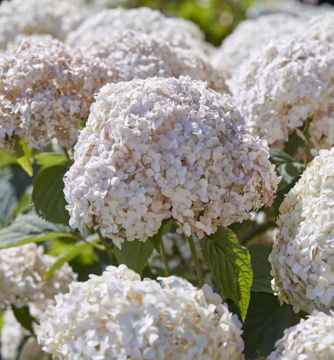 b56bb14a1392f4d9f82cef67e86204df