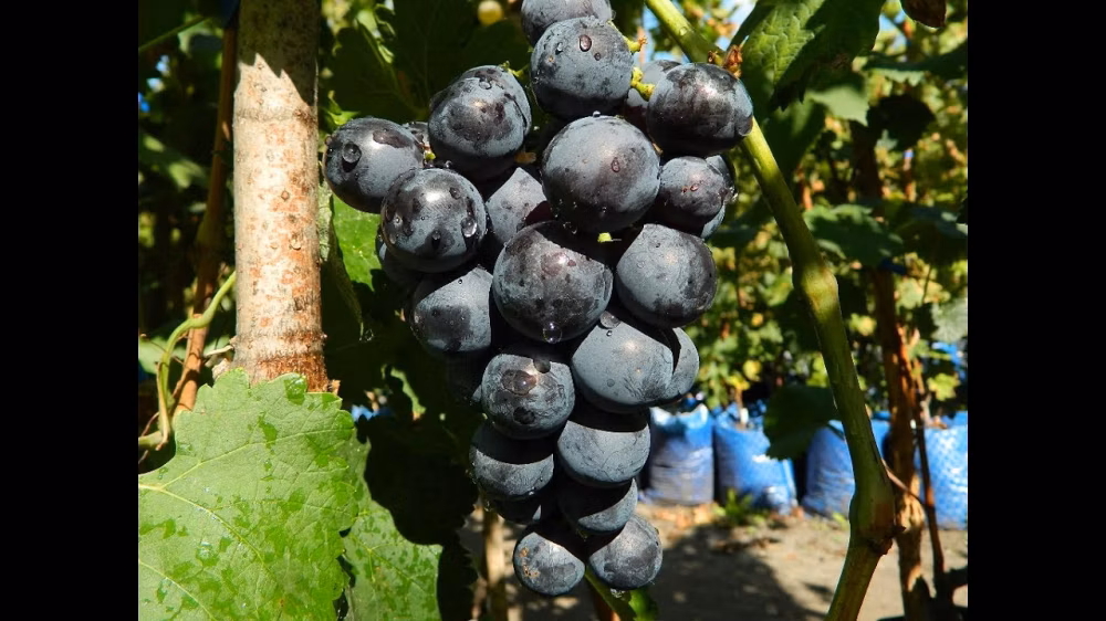 b5a745a7bba6f1522312bb1255e716b0