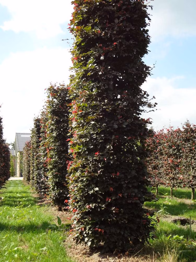 b5e55ed465518de1a383170eb9d1d108