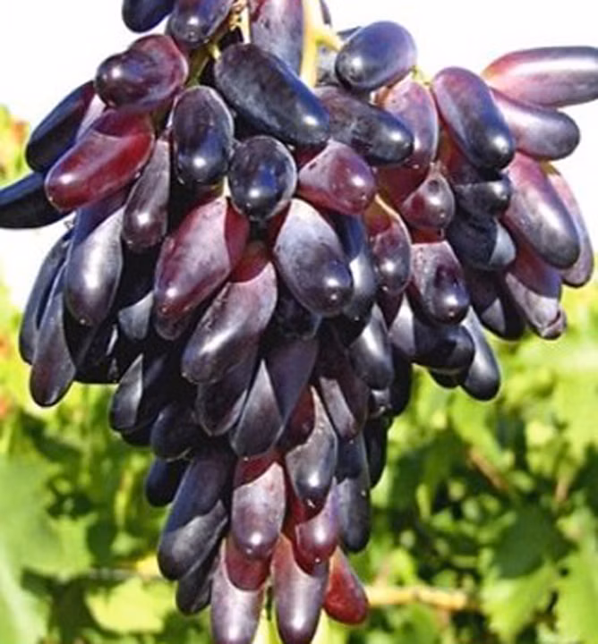 b6079a0602b41d1045bf62ed135cd6ab