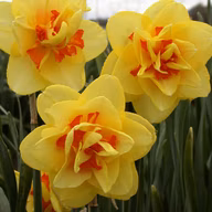 b615d5aa99af14a44c690fb1739dac80
