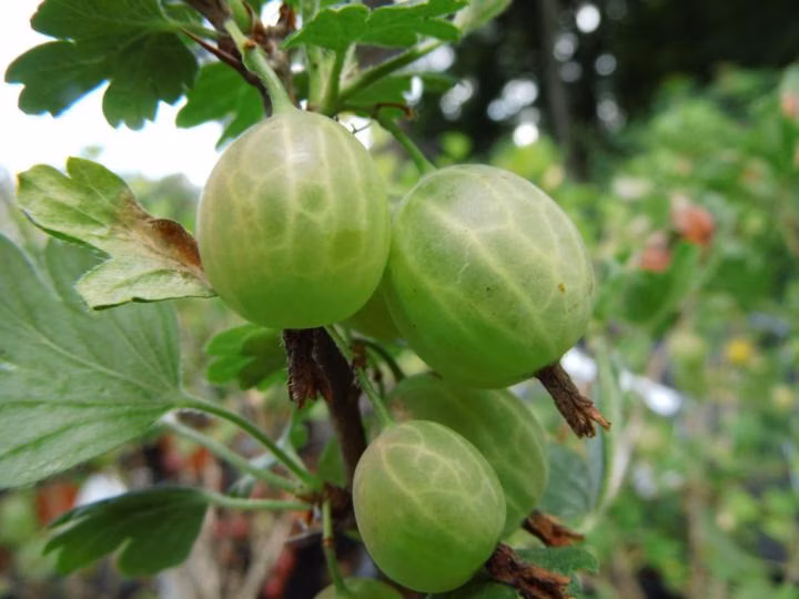 b61bfcc5177ea1f4592874052e9fd1bb