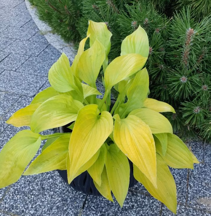 b634aa49a26348294758db2f5eb2b7f5