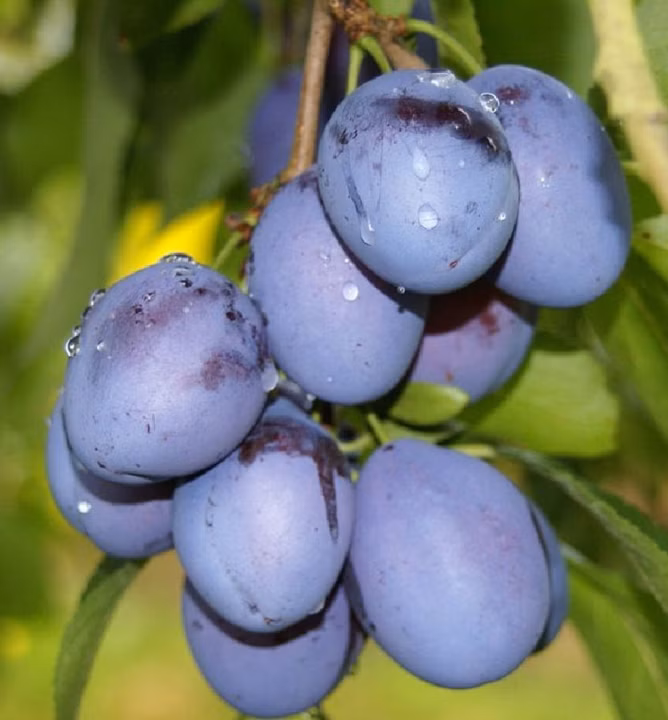 b6b7f6ed9a43baedd26b2d717764cdf4