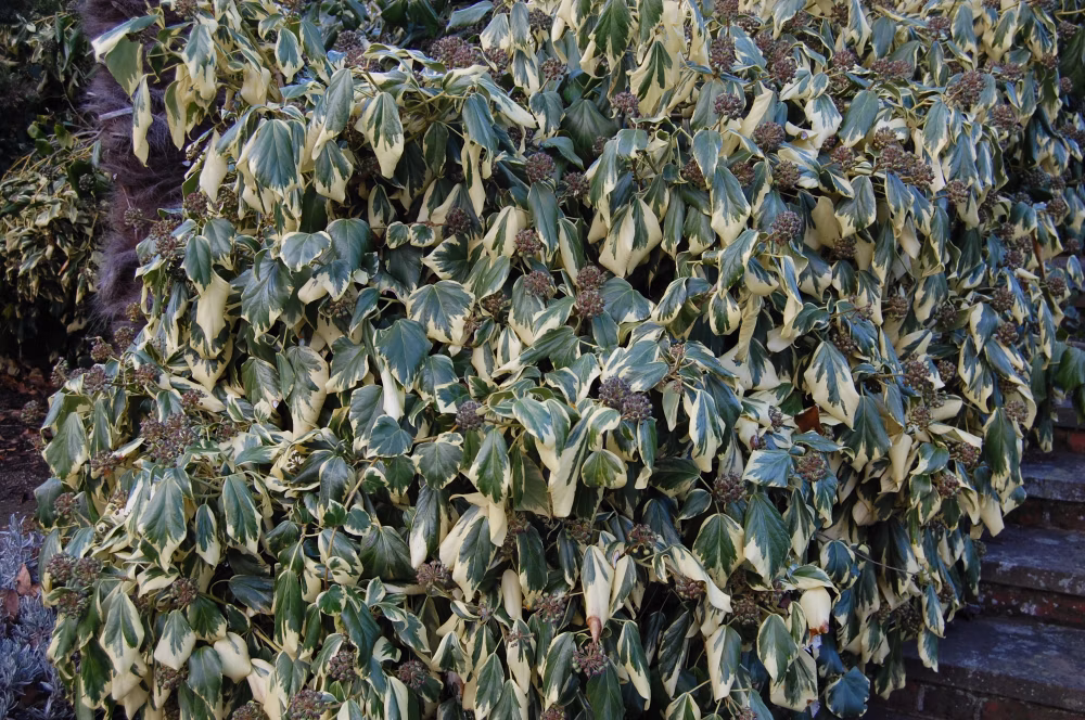 b6f8873542e732df0c309fa8002762aa