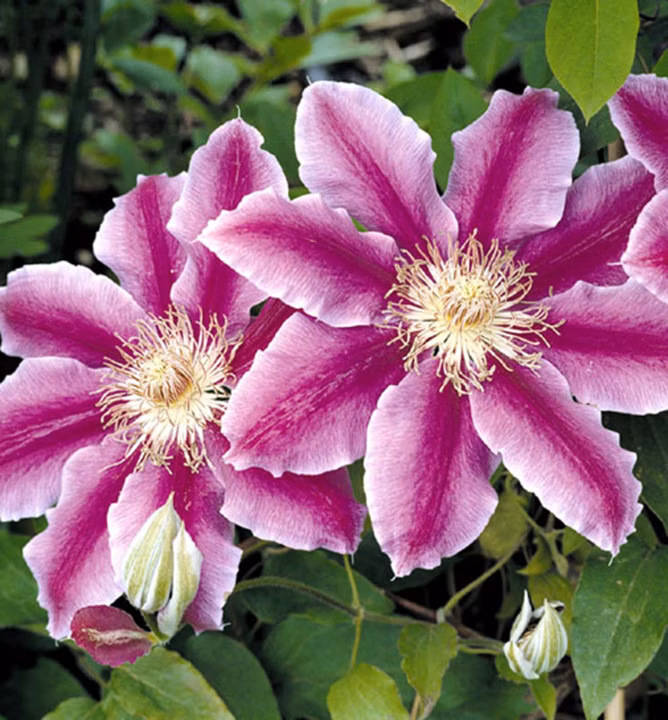 b71f1631895a056bdccdb35cf8b8ba41