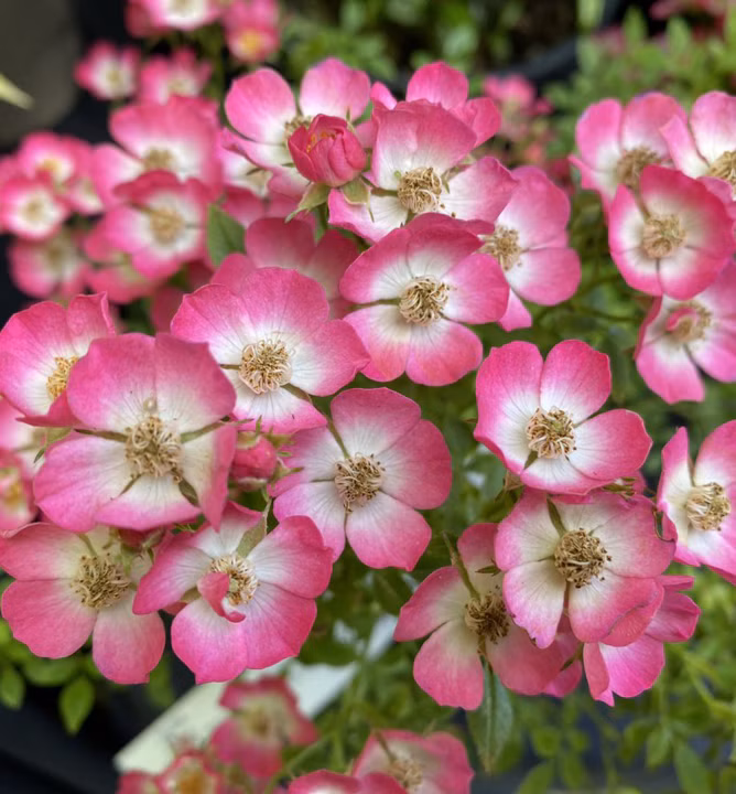 b7a77441a3b0908650285840bca20c97