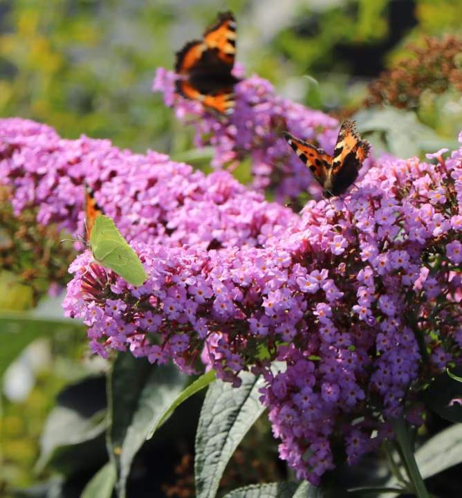 b7c4e1077c6e8b58fa8018da52034885