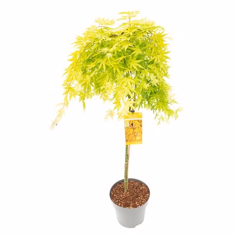 b7e32d64660954eba0b368771a9241fa