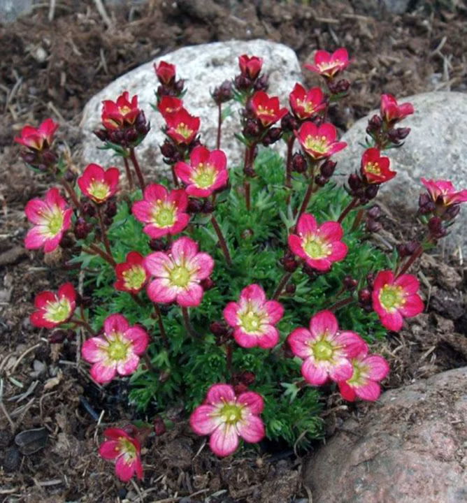 b8aa1dac3abb7878e2a4497f333c40d4