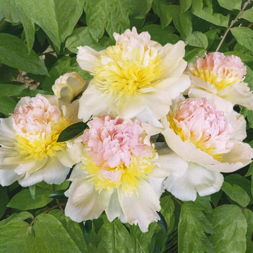 b8bbf2987a7570ec9a03ad3bf88bff03