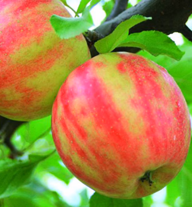 b8f23fc6927078a388dffa72264e2aea