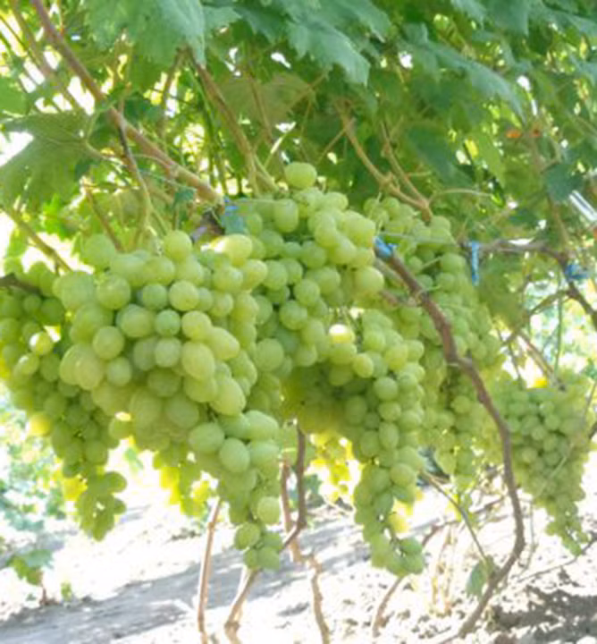 b91344602ac33199c5240a1071db42b5