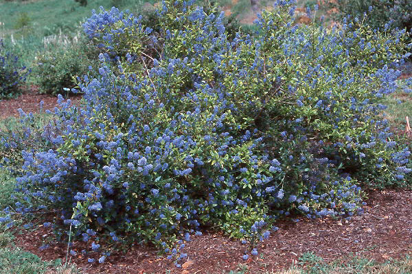 b91a585f5cb778a77dc8712e6557981a