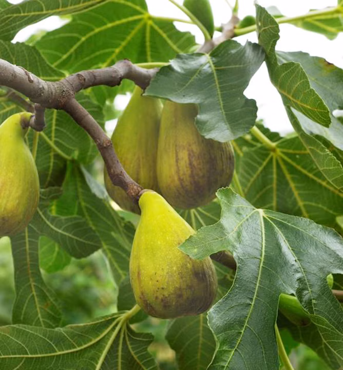 b9a8441539c3d2f9bac5cc9a6372833a