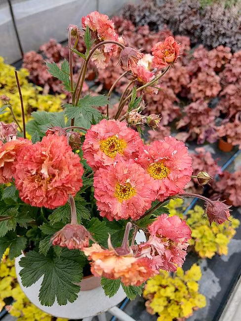 ba078e1aa20c9bc1cdfa7bb8472d18ce