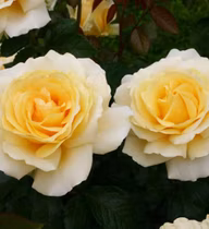 ba08227eb9a85ff7e680987b7b283dba