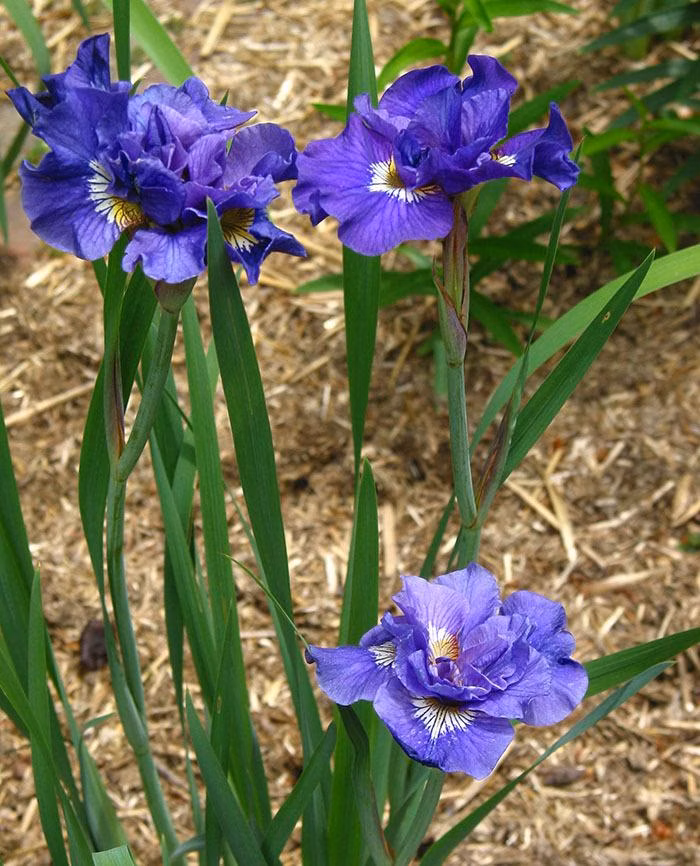 ba5e57ceecde74b0fc832709d08619b8