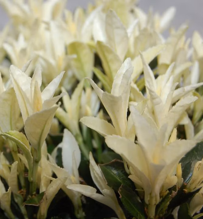 ba6088cf77e37ba938d9b9163bc33bee