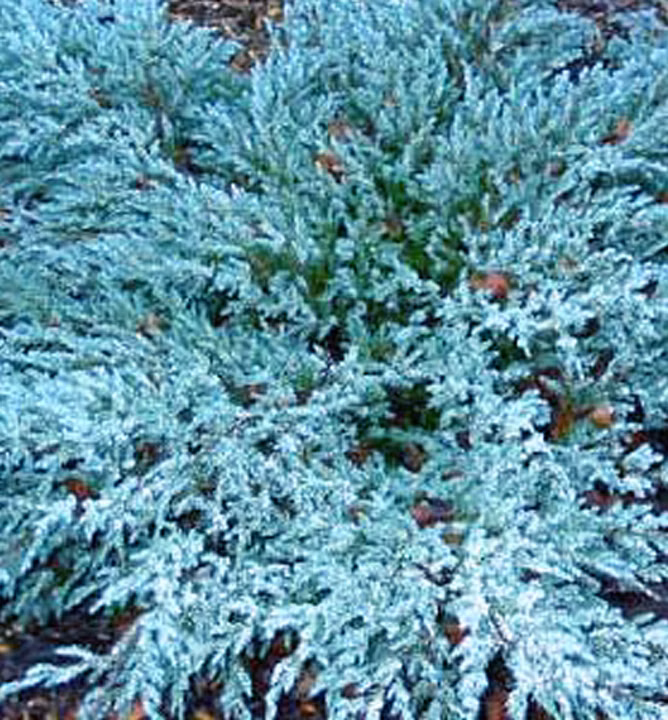 ba67924ad81728495360e4a871d5a909