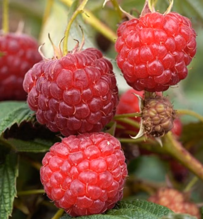 ba6e0a7f784a4bc4a328cc16b850344a