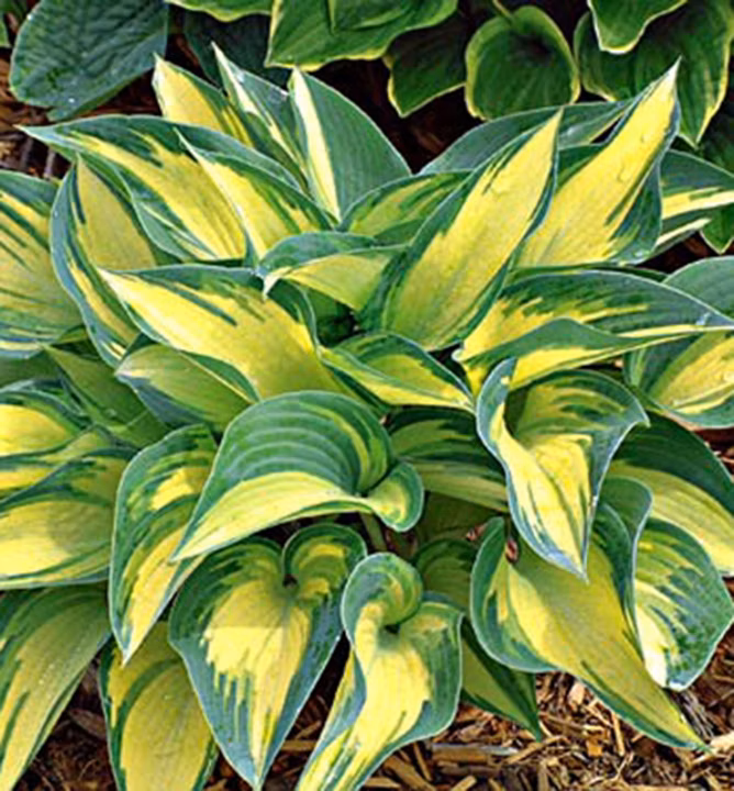 baaabf3bae88a87f52df26617571f5ee