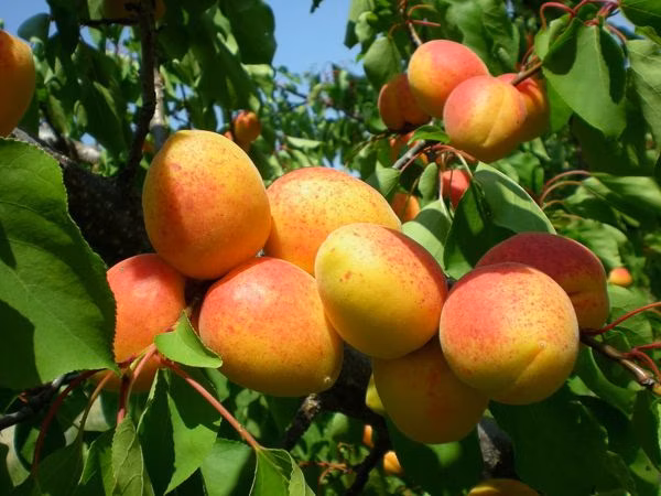 bacc43ee6a16198beb777fcb53600deb