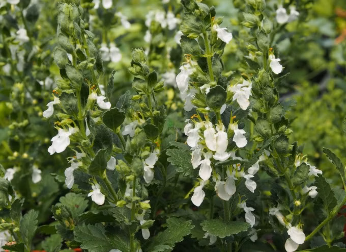 bb0523effc4609b969887cb643cdccf1