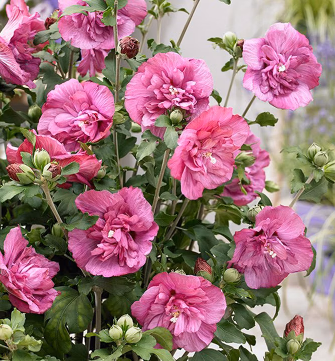 bb205938ae97dbf5dba52211baed8aa4