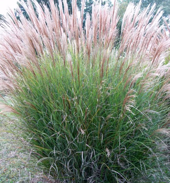 bb2e3e6887b980699c38f635a5ab43e8