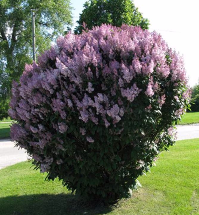 bb904888246e68bf81ecad3561162bf9