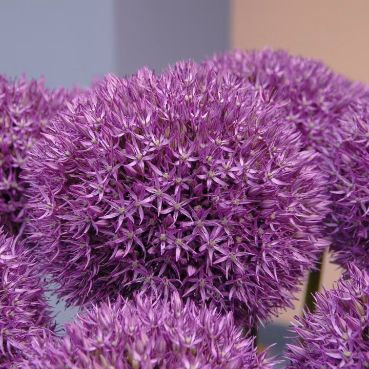 bba557fcc828cd9558d54c2ee3dbe5a3