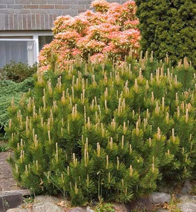 bbbdf6aa230e00dbd3c81364424b49ed