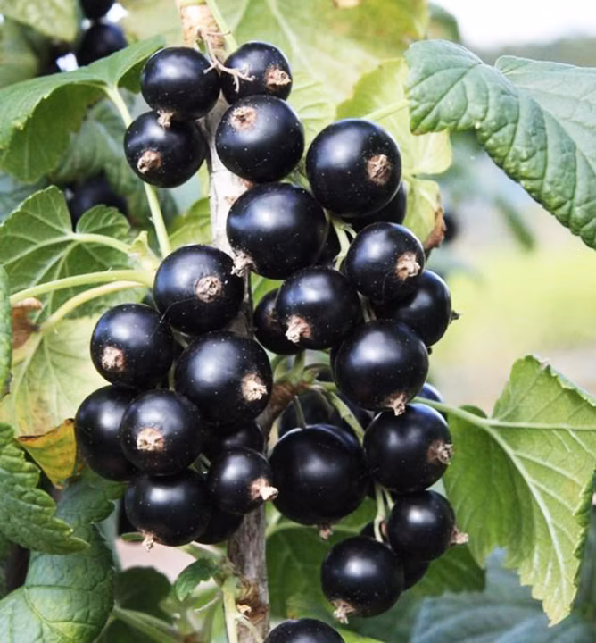 bbf2d458ce0633b4ad0e94035b53fda6