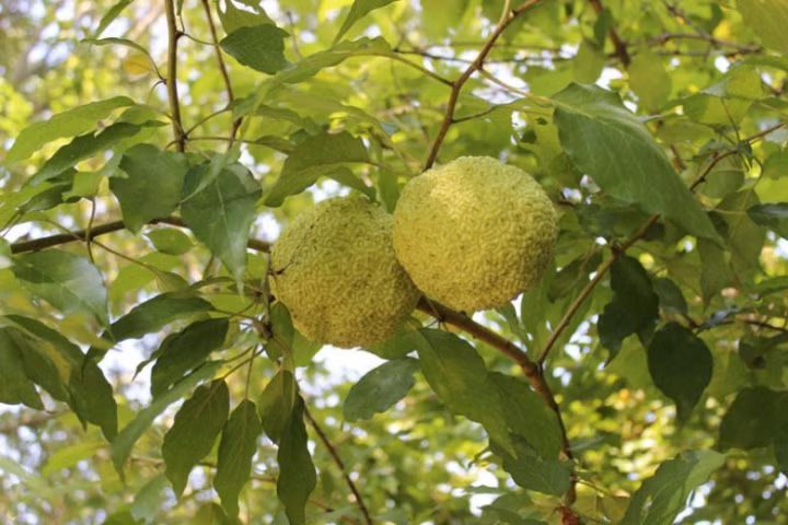 bbf861c8b55da99907a1b20f2df4af16